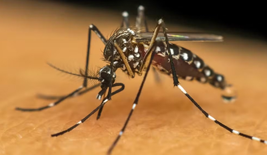 Casos prováveis de dengue na PB em 2024 ultrapassam os registrados em todo o ano de 2023