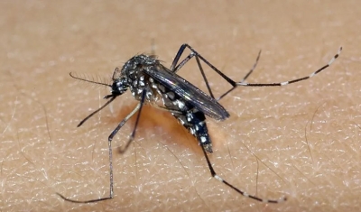 Paraíba registra mais de 8 mil casos prováveis de dengue, chikungunya e zika em 2023