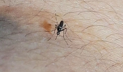 Paraíba ultrapassa 5 mil casos prováveis de dengue