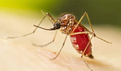 PB apresenta taxa baixa de incidência de dengue em janeiro; 179 municípios não atualizam dados sobre doença