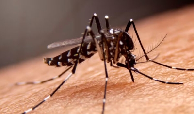 Paraíba confirma terceira morte por dengue em 2024; secretaria investiga mais três óbitos