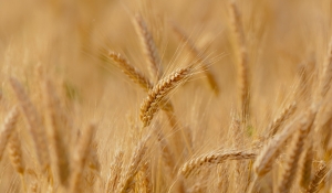 Conab volta a formar estoques de trigo depois de 11 anos