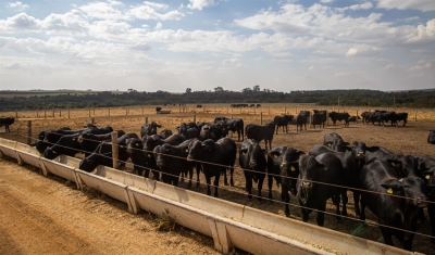 IBGE: pecuária brasileira colecionou recordes em 2022