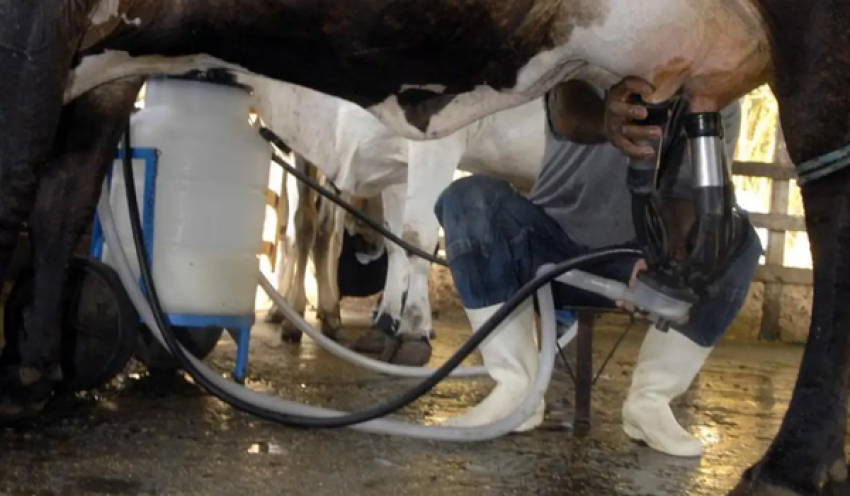 Produção de leite bate recorde mesmo com redução de vacas ordenhadas