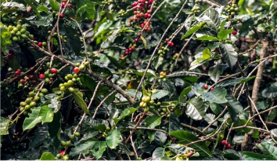 Safra de café deve crescer 2,7% e chegar a 56 milhões de sacas em 2025