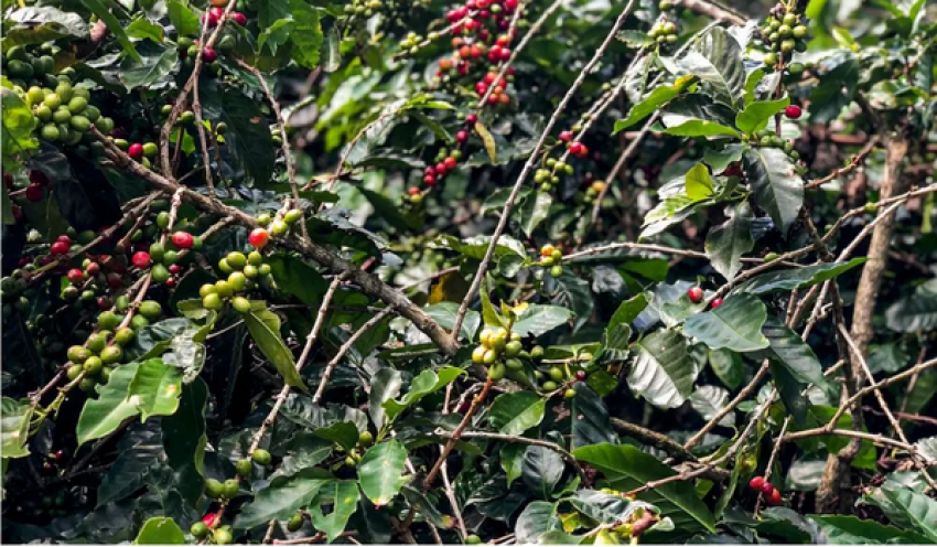 Safra de café deve crescer 2,7% e chegar a 56 milhões de sacas em 2025