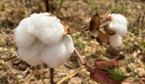 Governo da Paraíba incentiva cultivo do algodão orgânico e beneficia mais de 300 famílias agricultoras