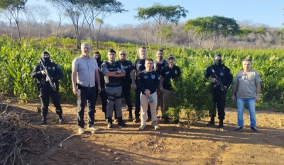 Plantação com mais de 60 mil pés de maconha é localizada e destruída no Sertão da Paraíba