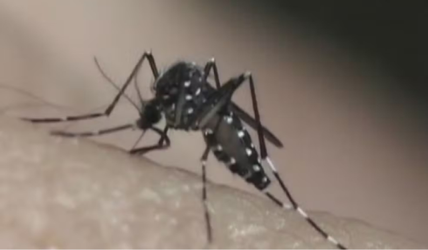 Paraíba registra mais de 2,3 mil casos de dengue em 2026