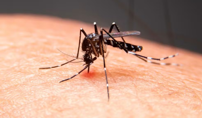 Duas crianças de 7 anos morrem com suspeita de dengue grave, no Sertão da PB