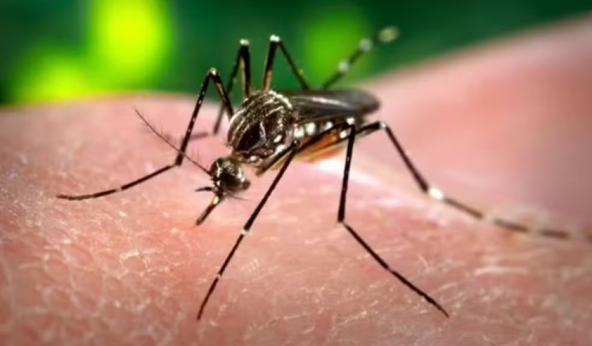 Paraíba registra aumento de mais de 16% nos casos de dengue até outubro e 14 mortes em 2026, aponta boletim epidemiológico