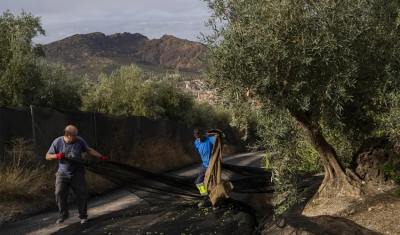 Seca na Espanha ameaça tornar azeite de oliva um item de luxo