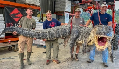 Caçadores dos EUA pegam jacaré de quase 2 toneladas