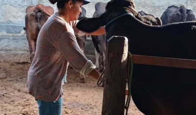 Agricultura familiar ajuda a aumentar produção leiteira no Nordeste