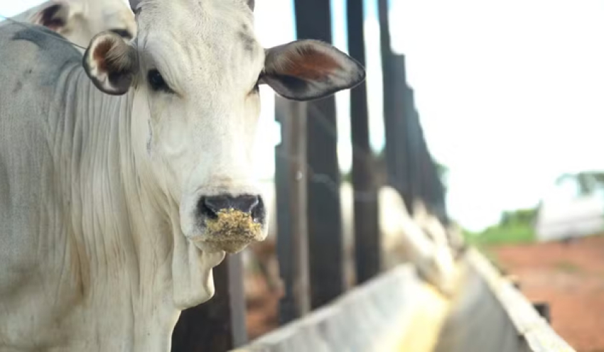 Exportação de carne bovina do Brasil pode cair 10% em 2026 com restrição da China, diz Abiec