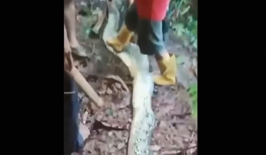 Corpo de mulher é encontrado dentro de cobra de 9 metros na Indonésia