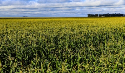 Brasil supera EUA e se torna maior exportador de milho do mundo