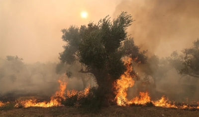 18 corpos são encontrados carbonizados em área de incêndio na Grécia