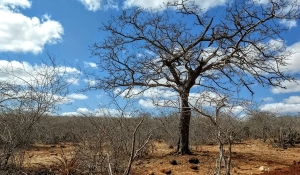 Oito municípios da Paraíba entram em situação de emergência