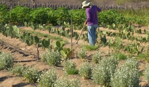 Beneficiários da reforma agrária inscritos em dívida ativa do Crédito Instalação podem renegociar débitos