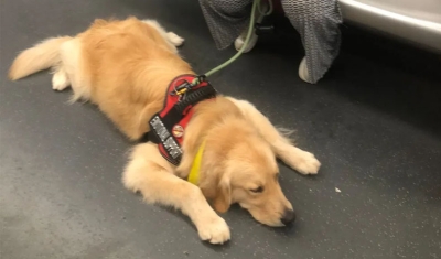 Lei autoriza acompanhamento de animal de suporte emocional a pessoas com autismo na Paraíba