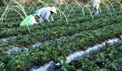 Plataforma do Desenrola renegociará dívidas de agricultores familiares