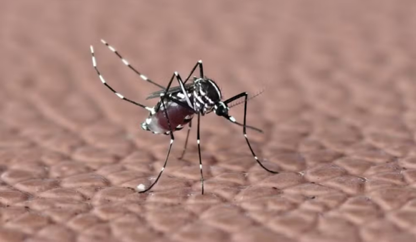 Paraíba tem 14 mortes por dengue e mais de 7,2 mil casos prováveis da doença em 2026