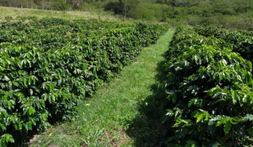 Areia sedia 1º encontro sobre cafeicultura no Brejo e impulsiona o setor na região