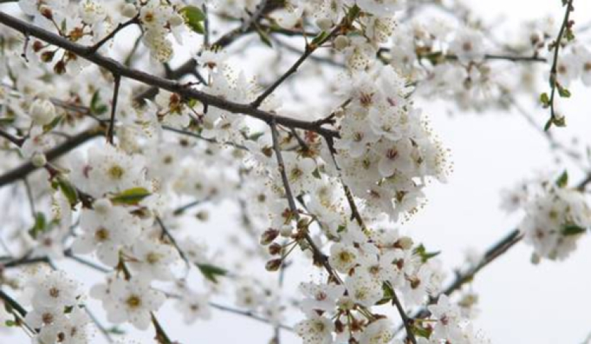 Mensagem do Dia - 17 de Março de 2026