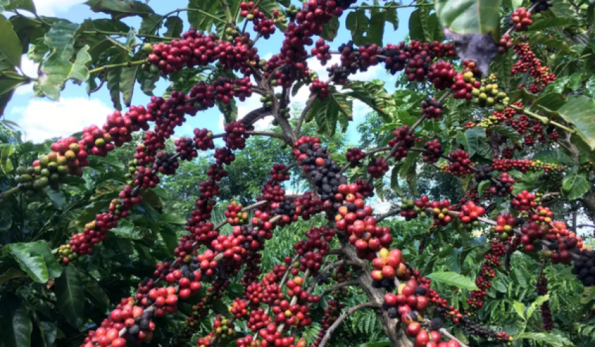 Exigências regulatórias da UE podem embarreirar pequenos cafeicultores