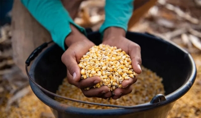 Milho puxa alta de 3,2% nas exportações do agro e analistas estimam recorde anual, aponta USP de Piracicaba