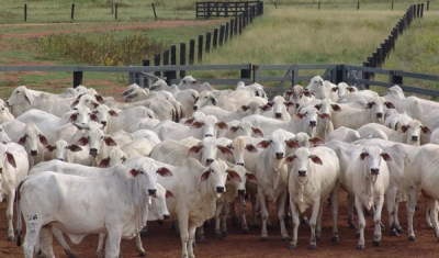 Com 8,91 milhões de toneladas de carne bovina, Brasil bate recorde de produção em 2023, aponta USP