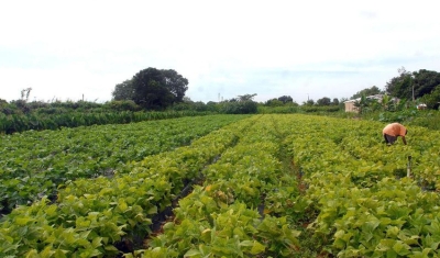 MDA lança programa de gestão para cooperativas da agricultura familiar