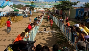 Festa do Bode Rei: decisão da Justiça proíbe participação de bodes em competições