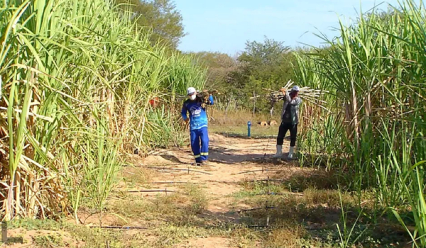 Governo concede subsídio a produtores de cana do Nordeste afetados pelo tarifaço