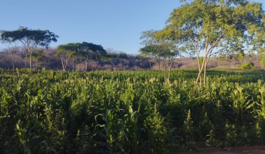 Ex-prefeito da PB é preso suspeito de financiar plantação de maconha com mais de 60 mil plantas