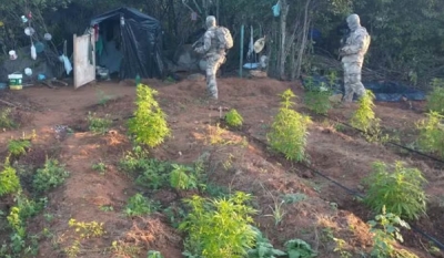 Plantio com 180 mil pés de maconha é localizado pela polícia no Cariri da Paraíba