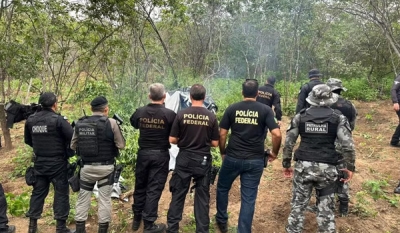 Plantio com mais de sete mil pés de maconha é destruído no Cariri paraibano