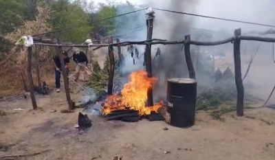 Polícia Civil incinera 200 mil pés de maconha no Sertão da Paraíba