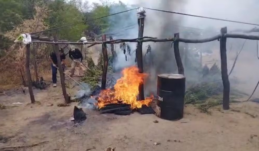 Polícia Civil incinera 200 mil pés de maconha no Sertão da Paraíba