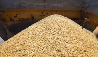 Arroz importado da Tailândia chega ao Brasil na primeira quinzena de julho, dizem indústrias