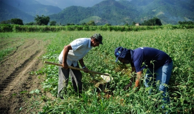 Agricultura familiar é 8ª maior produtora de alimentos do mundo