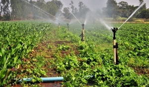 Lei institui Dia Nacional da Agricultura Irrigada, a ser comemorado em junho