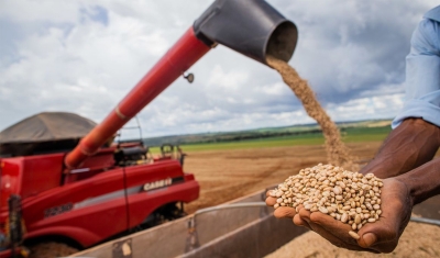 Aumento da temperatura vai afetar a produção de feijão no Brasil