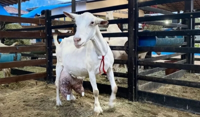 Cabra da PB produz 13,6kg de leite em um dia e bate recorde: &#039;o pequeno também consegue grandes conquistas&#039;, diz criador