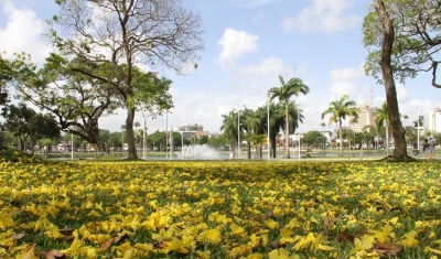 Ipê-amarelo vence votação popular para se tornar árvore símbolo de João Pessoa