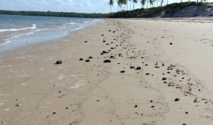 Manchas de óleo são encontradas em área de preservação de peixe-boi, no Litoral Norte da Paraíba