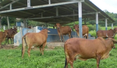 Paraíba Agronegócios sedia leilão de animais da Empaer, neste sábado