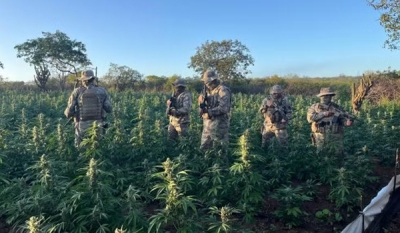 Plantio com mais de 100 mil pés de maconha é desarticulado em Amparo, no Cariri paraibano