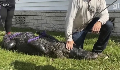 Na Flórida, jacaré mata senhora de 85 anos que estava passeando com o cachorro